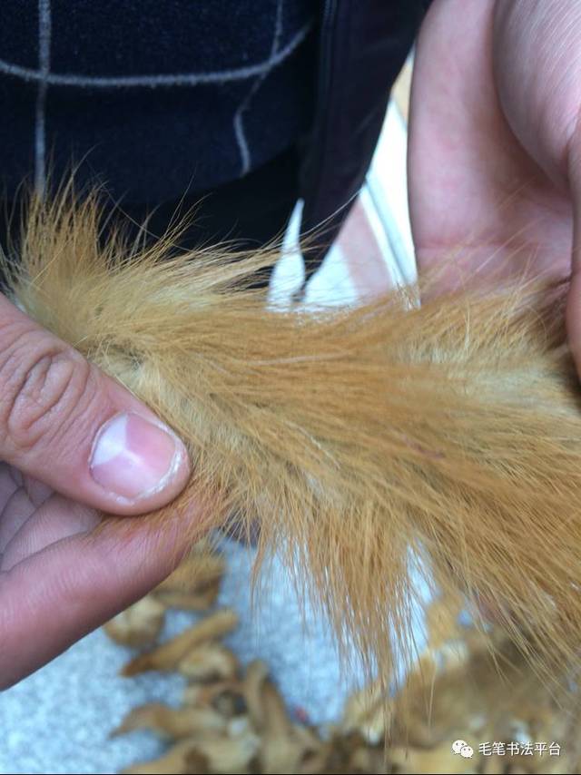 选用的都是东北冬季的黄鼠狼尾毛,这个季节的尾毛,具有弹性好,韧性足