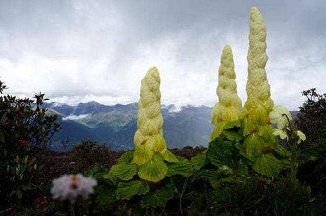 西藏农村的塔黄,这种种宝物你一定要知道