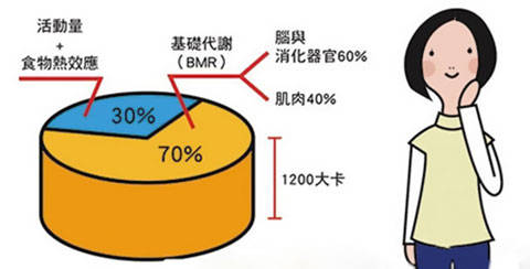 基础代谢率过低减肥不易成功