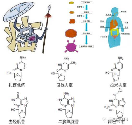 从分子机制解读化学致癌及化疗.