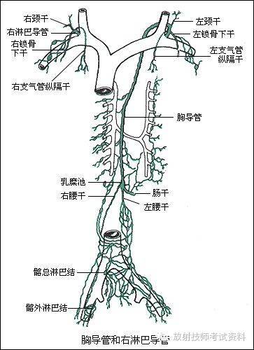 解析:9大淋巴干:左右颈干,左右锁骨下干,左右支气管纵隔干,左右腰干
