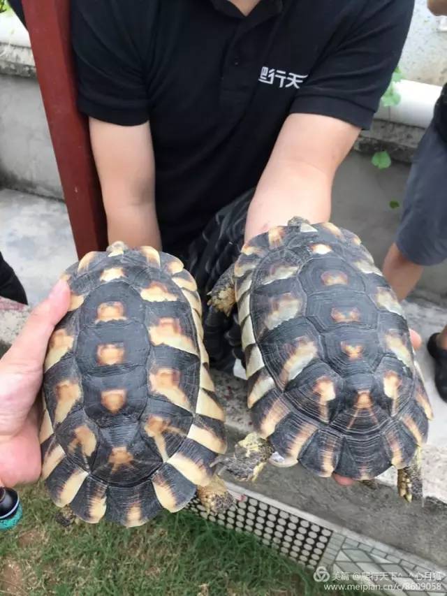 顺泰,建立在东莞的国内最大的陆龟繁育基地