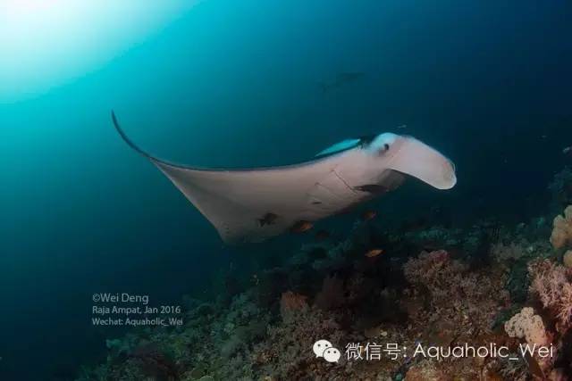 有拿破仑,barracuda,jack,我们后来还看到了wobbegong shark!