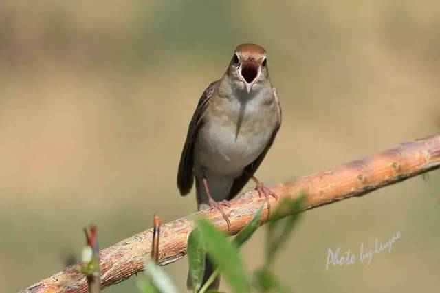 新疆歌鸲(俗名夜歌鸲),为雀形目歌鸲属的一种鸟类,是传说中的夜莺,是