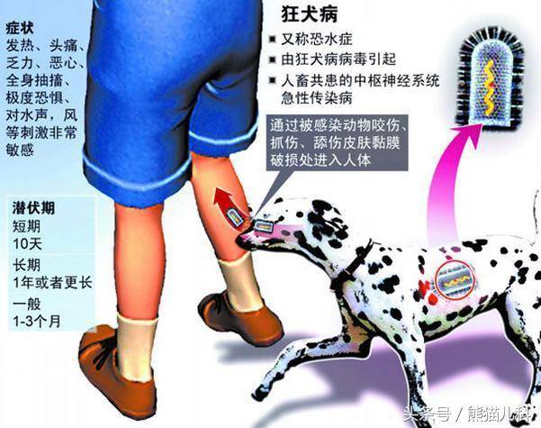 宝宝被猫狗伤了,要不要打狂犬病疫苗?