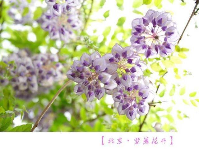 紫藤花,今年这样拍