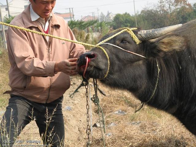 你会给小牛穿鼻圈吗?需要注意什么?