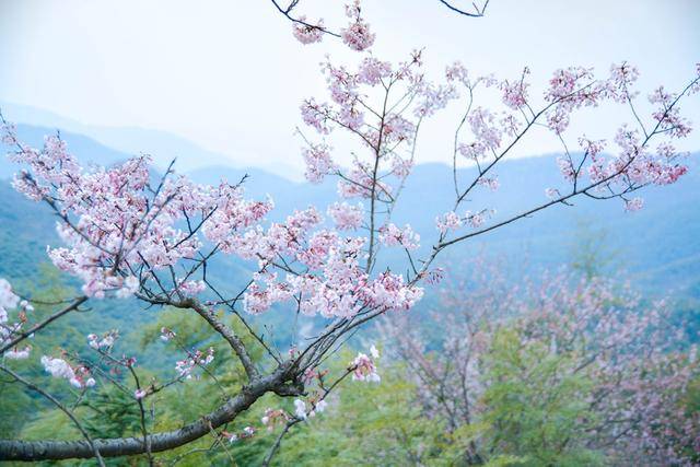 你知道赤壁葛仙山的樱花有多野性吗