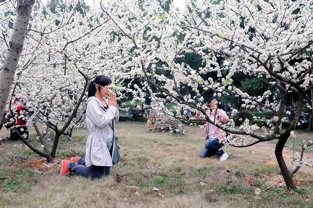 广西大学东校园,一名女生面对李花求"桃花运.宋延康/视觉中国