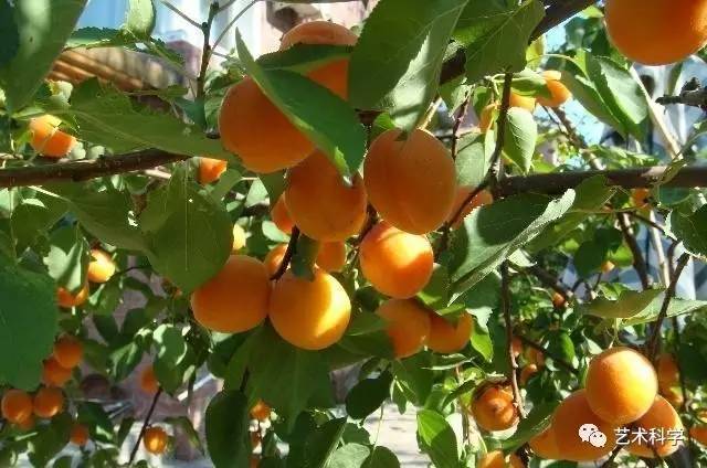 东种桃柳,西种榆;南种梅枣,北杏梨 丨 宅前屋后的树种