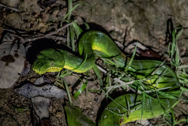热带雨林常见的蛇