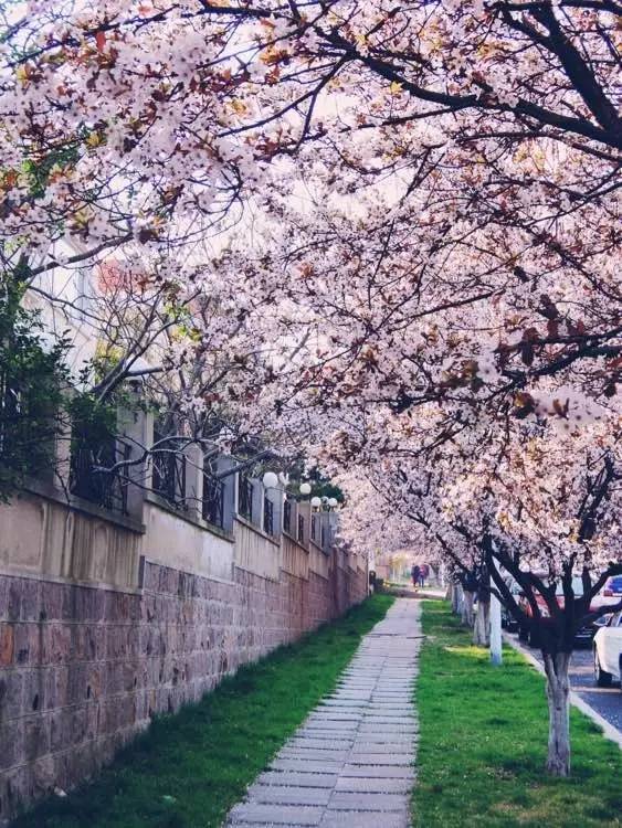 青岛最美街道丨一条通向大海的"樱花"大道!