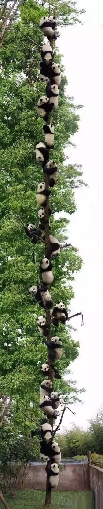 无聊了可以去树上摘熊猫