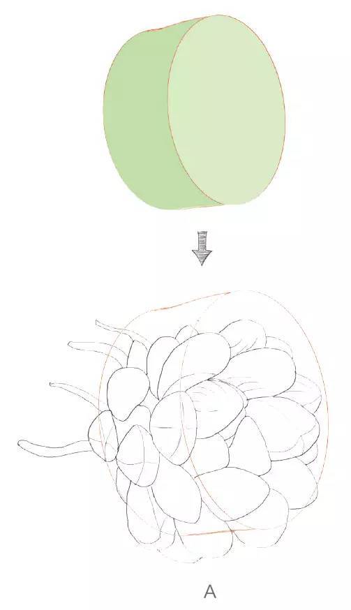 手绘多肉植物彩铅教程_手机搜狐网