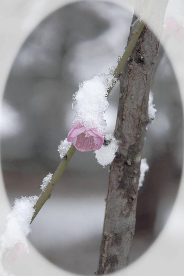 迎春花简谱_迎春花简谱歌谱(3)