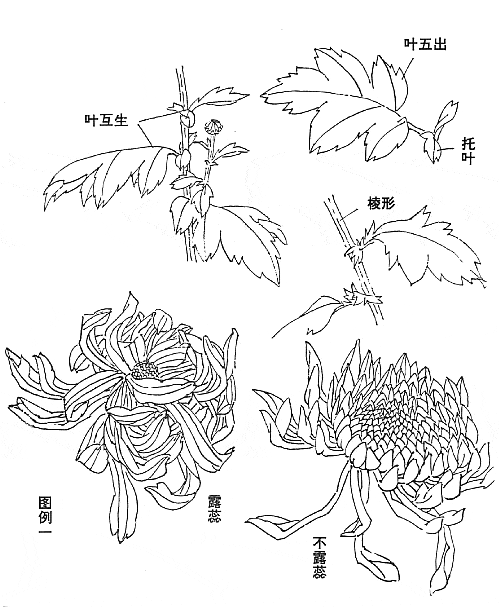 一,菊花结构解析