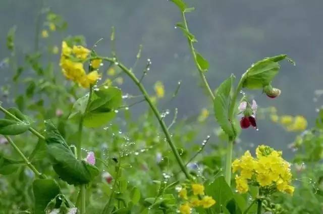 沾衣欲湿杏花雨,让我们欣赏诗词中的春雨