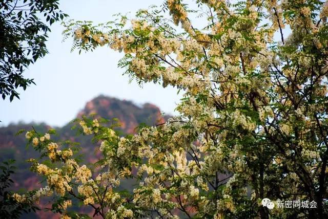 新密九里山槐花节即将开幕,邀您免费参加!这些精彩不