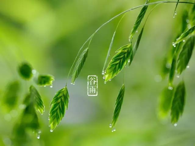 最经典的十首谷雨诗