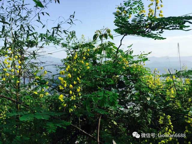 养鸡记录--我在张家界散养土鸡的过程直播