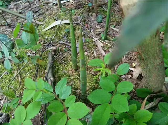 季节正好,该吃小竹笋啦!