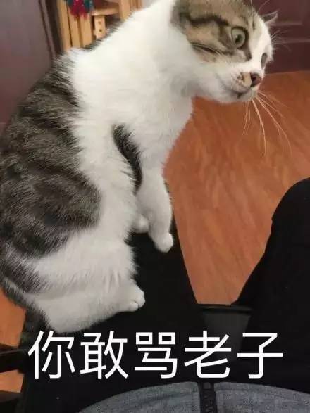 单一,但是总有那么一群蛇精猫不按套路出牌,反差萌让人笑到不能自理