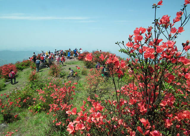 太美!桂林这几处杜鹃花海正悄然上线…漫山遍野都是,绝对壮观!