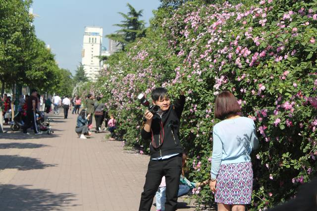 美爆了,平顶山湛北路的蔷薇花墙引无数市民拍照