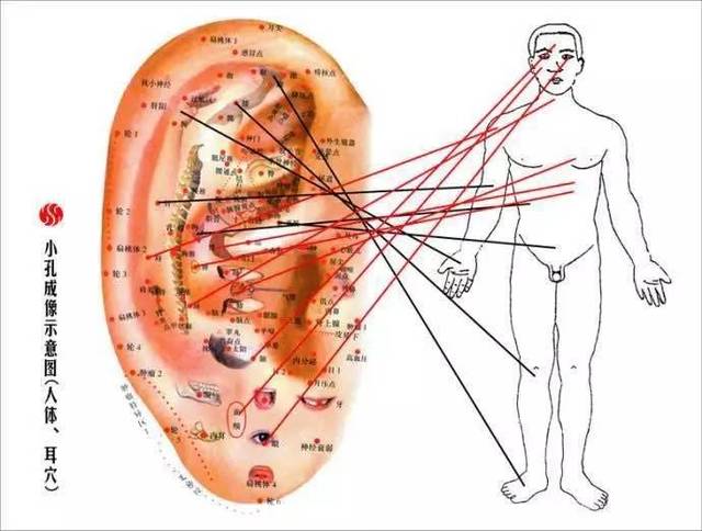 耳朵的中医秘密