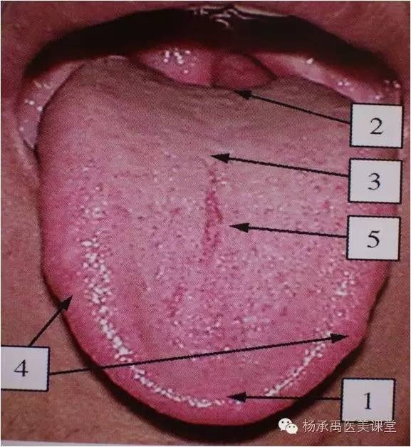 正常人的舌