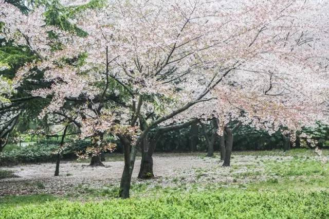 春天青岛满城樱花赏起来,攻略在这儿!