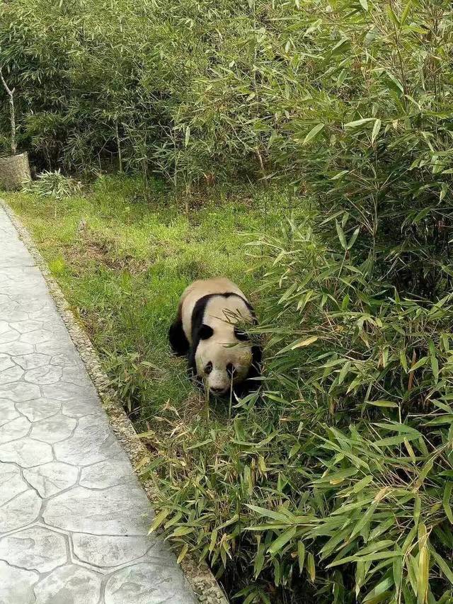 熊出没!汉中这个地方真不愧是秦岭地区野生大熊猫偶见率最高