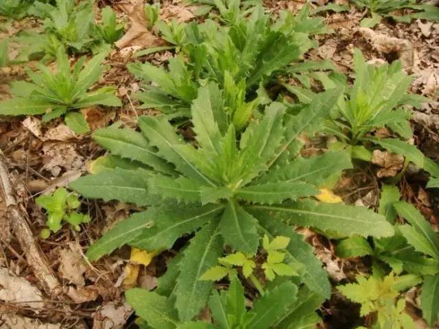 苦苣菜:苦菜,败酱草,小蓟,苦苣菜,取麻菜