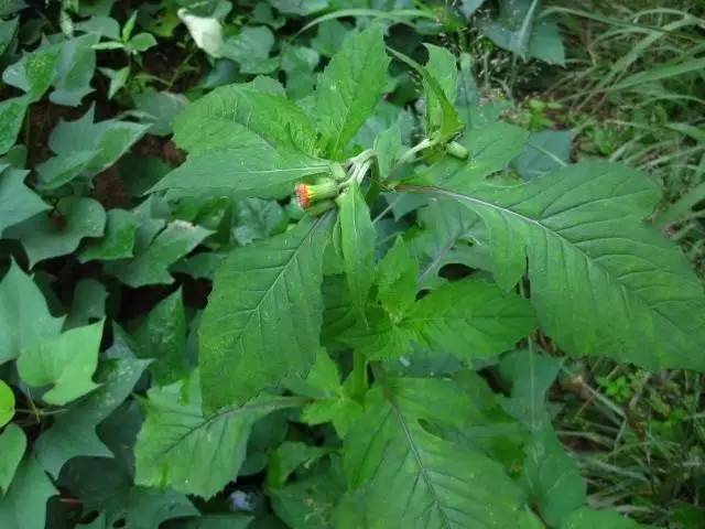 马兰:鱼鳅串,泥鳅串,鸡儿肠,田边菊,路边菊,蓑衣莲,脾草