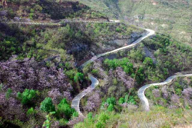 河南竟有个"世外桃源":山路十八弯,桐花开满山