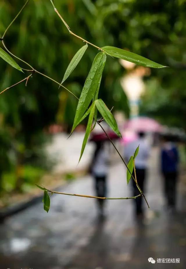 春雨,淅淅沥沥,飘飘洒洒,缠缠绵绵,柔软了看雨人的心事,打湿了看雨人