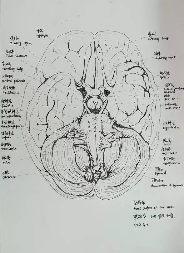 学部动态|丹青妙笔绘医学之美——记医学部病理系解绘画大赛