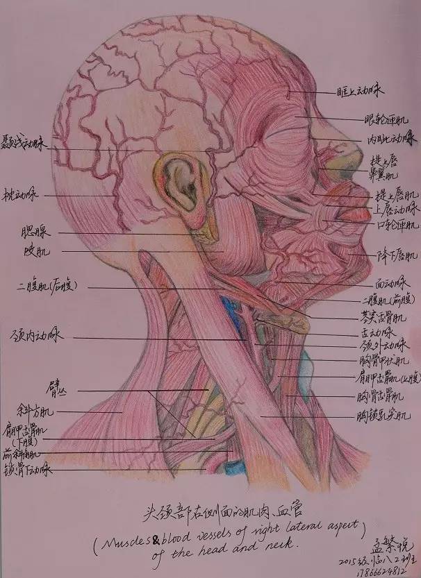 学部动态|丹青妙笔绘医学之美—记医学部病理系解绘画大赛