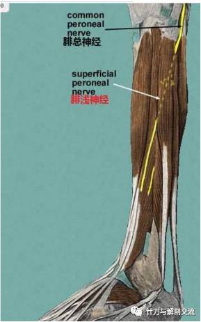 小腿前外侧疼痛 腓浅神经 行于腓骨长肌与腓骨短肌之间,分出肌支支配