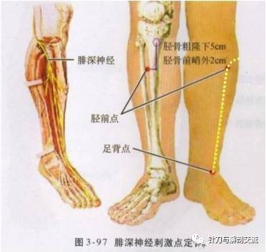 在胫骨前肌和趾长伸肌间,后在胫骨前肌与拇长伸肌之间下行至足背.