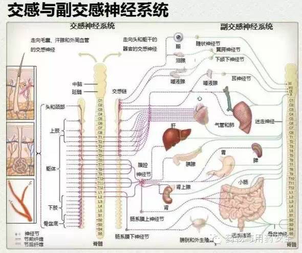 交感神经与副交感神经