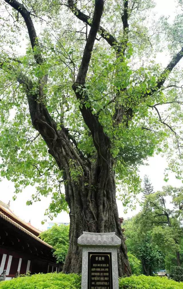 六祖惠能大师与光孝寺的法缘