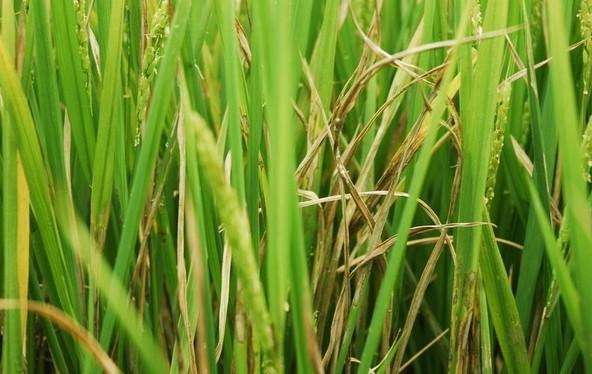 水稻螟虫的危害及防治方法