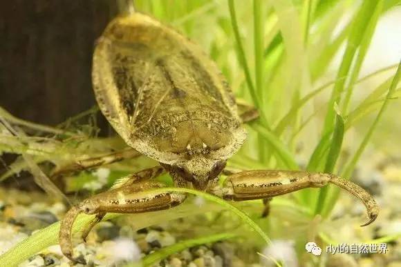 昆虫世界的水下怪兽田鳖