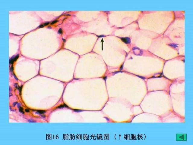 呈球形或多边形,内含大脂滴,核呈弯月形,位于细胞一侧 功能:合成和