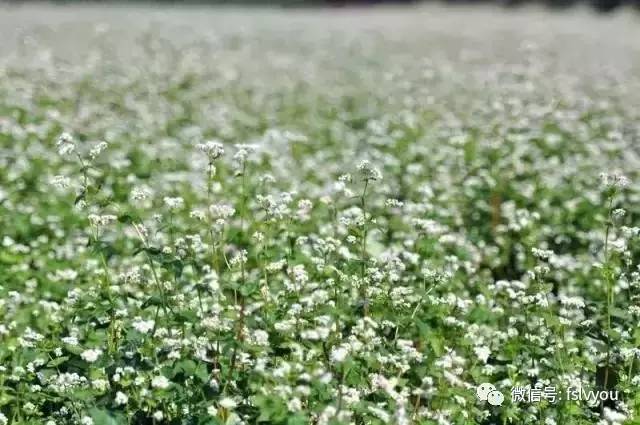 广西千亩荞麦花秒杀《鬼怪》拍摄地,热烈绽放浪漫了整个春天!