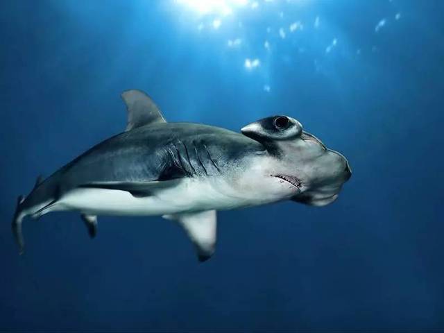 十种能让你惊讶到掉眼睛的鲨鱼.