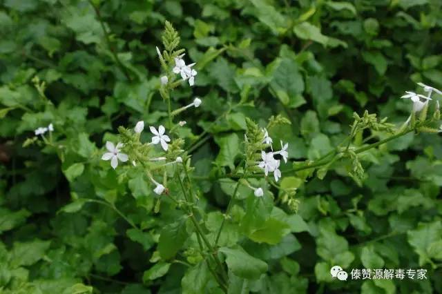 傣医药—白花丹