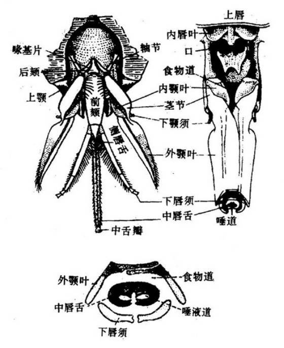 c. 舐吸式口器:如家蝇. 蜜蜂的口器 6.