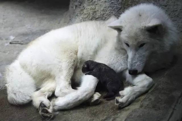 刚来到这个世界上的的两只小北极狼宝宝,需要你的帮助